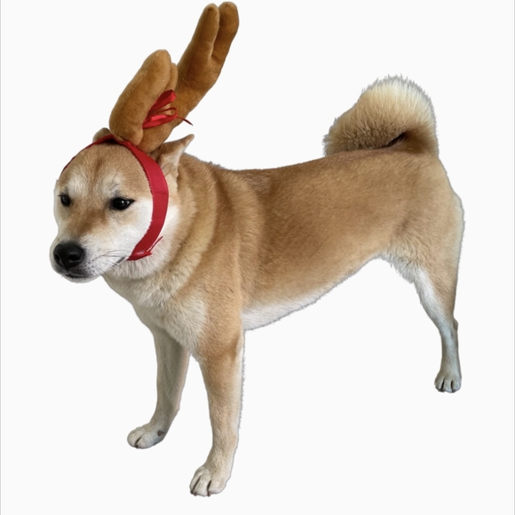 🐾 Christmas Reindeer Antlers, L - Picture 1 of 5